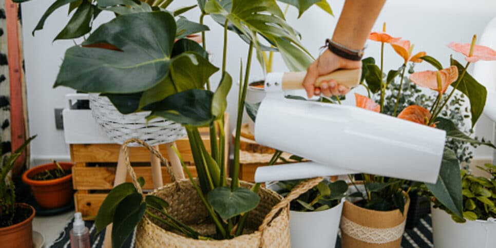 Algumas plantas pode aliviar os sintomas da irritação nasal (Imagem: Reprodução)