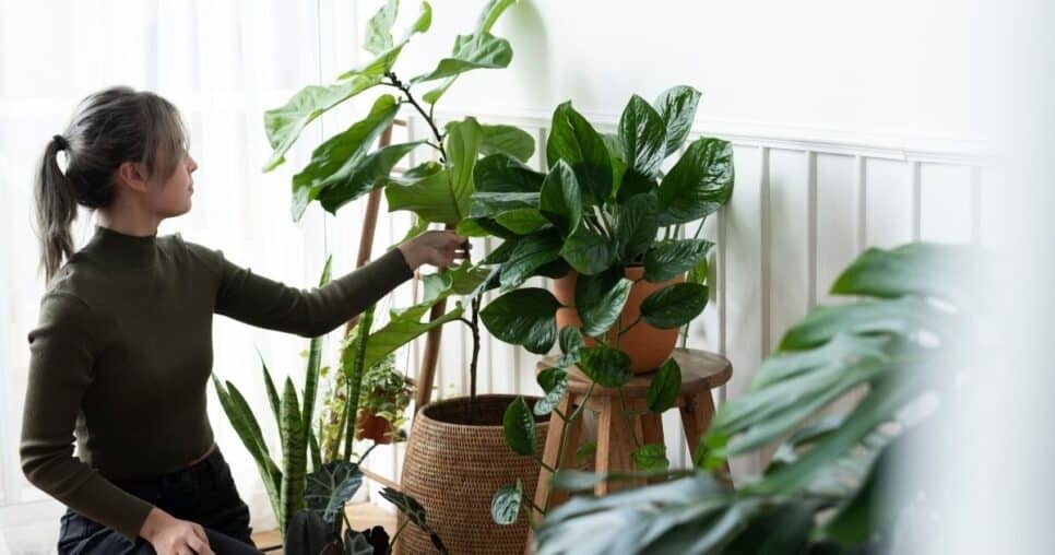 Plantas em casa que tiram o calor do ambiente (Foto: Reprodução/ edificart)