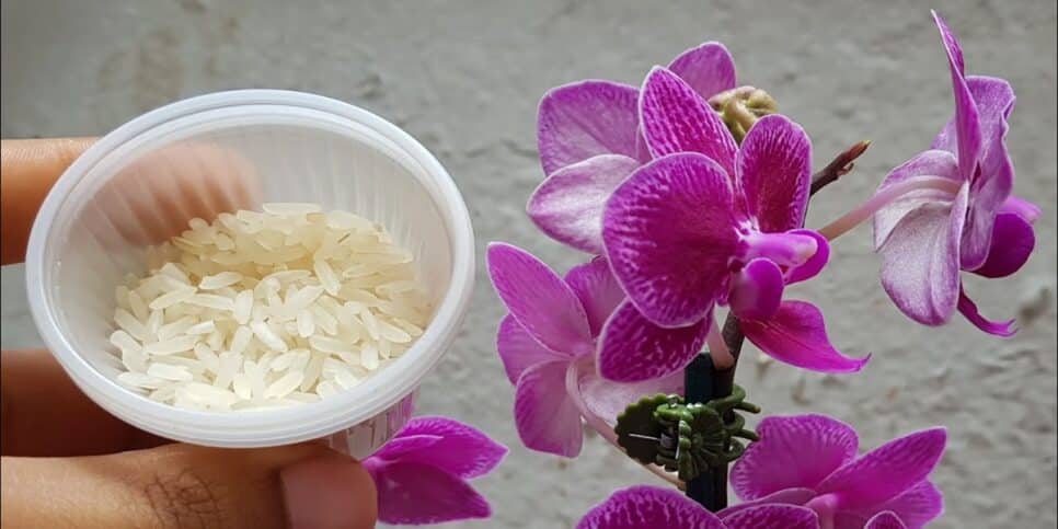 fertilizante plantas Arroz e orquídea (Foto: Reprodução/ Isaac Horta em Apartamento)