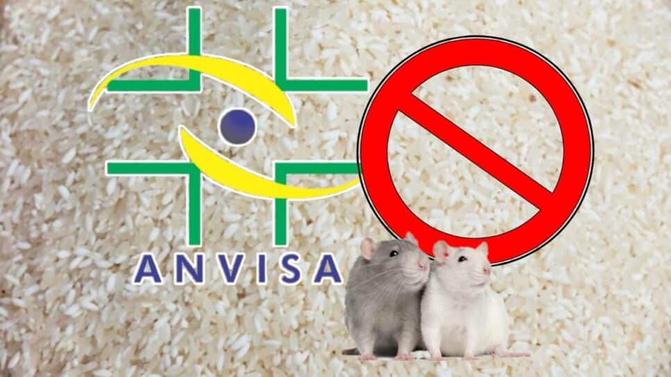 Anvisa constata fezes e pelo de rato em arroz e faz proibição e determinação (Fotos: Reprodução/ Freepik/ Montagem)