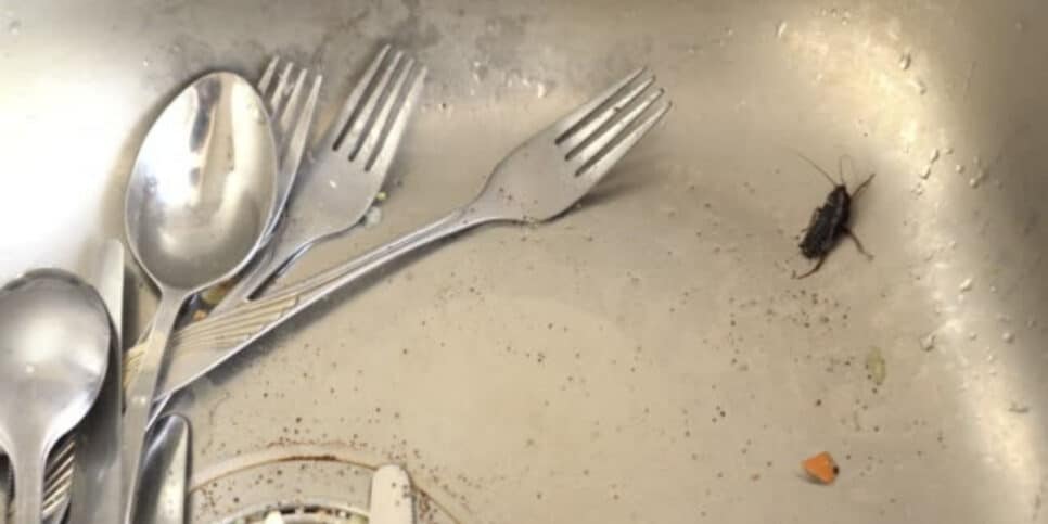 Use pasta de dente para eliminar as baratas da sua casa (Foto: iStock)