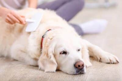 Cachorro sendo escovado com antipulgas (Foto: Reprodução/ Blog Cobasi)