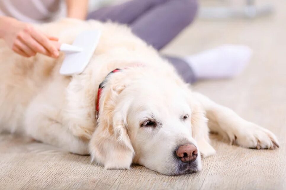 animais pulga Bichinho Cachorro sendo escovado com antipulgas (Foto: Reprodução/ Blog Cobasi)