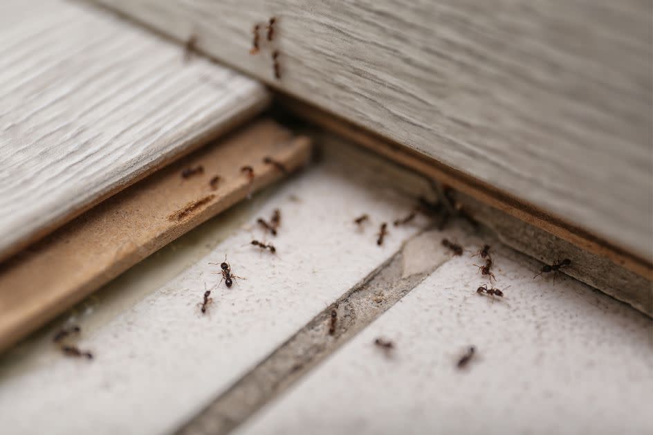 Com estes truques infalíveis você se livrará das formigas em casa!