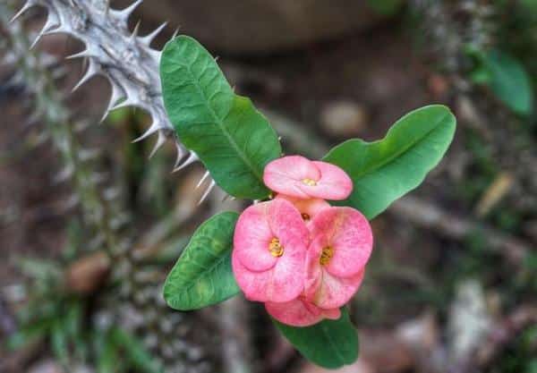 Motivos para não colocar plantas com espinhos dentro de sua casa