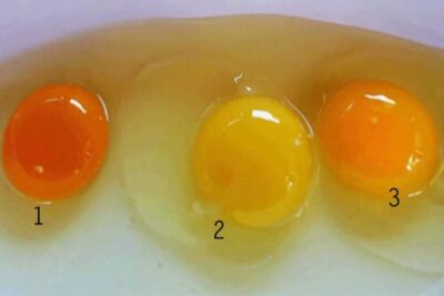 Gema do ovo de várias cores (Foto: Reprodução/ Impala News)