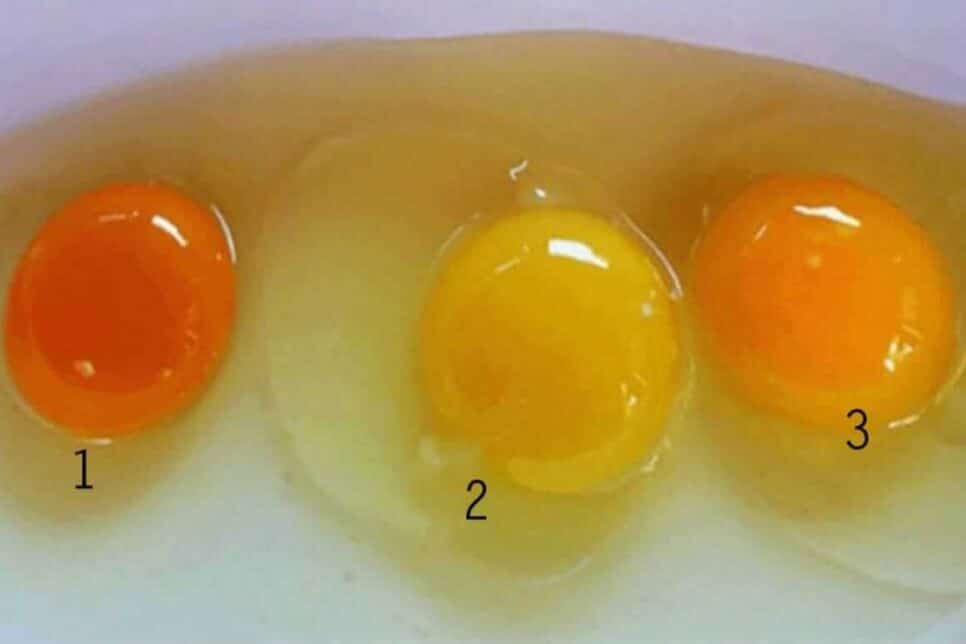 Coloração Gema do ovo de várias cores (Foto: Reprodução/ Impala News)