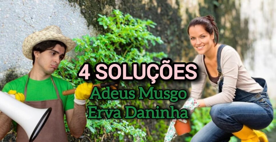 4 soluções eficazes contra musgo e erva daninha no quintal, calçada ou jardim; Confira! Fotos: Reprodução/ Internet/ Freepik/ Montagem)