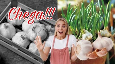 Chega de comprar alho e aprenda a cultivá-lo em casa! (Fotos: Reprodução/ Internet/ Montagem)