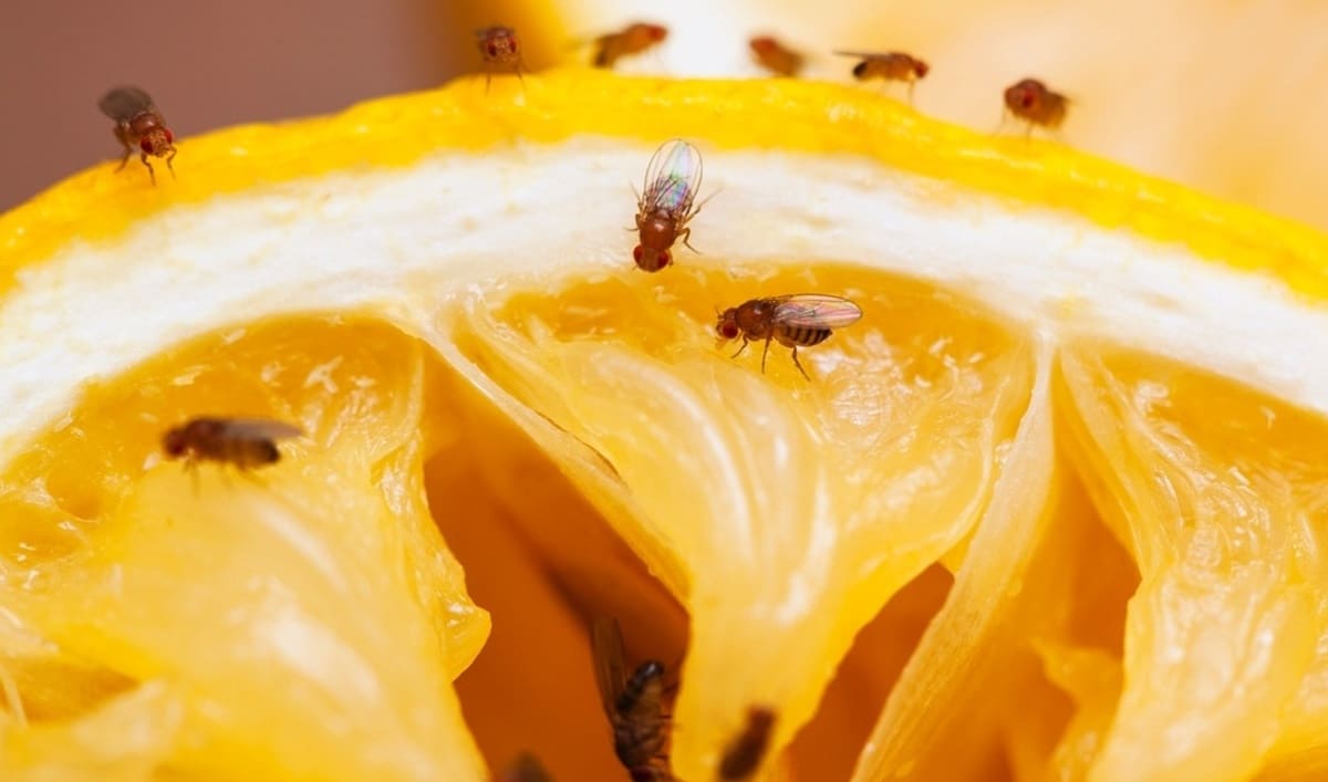 Dona de casa, faça esse repelente caseiro 100% natural para acabar com insetos na cozinha (Foto: Reprodução/ Internet)