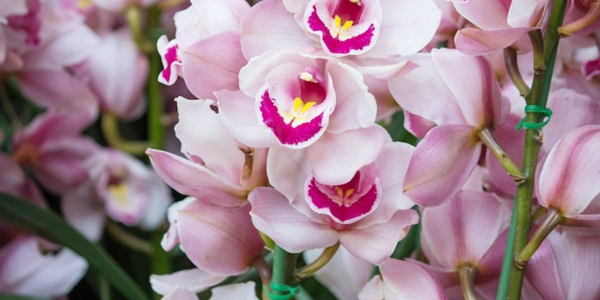 Transforme suas orquídeas: Descubra o truque da água fria para flores mais exuberantes