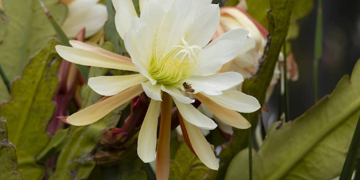 Dica de jardinagem revelada: Água fria pode fazer suas orquídeas crescerem grandes e lindas.