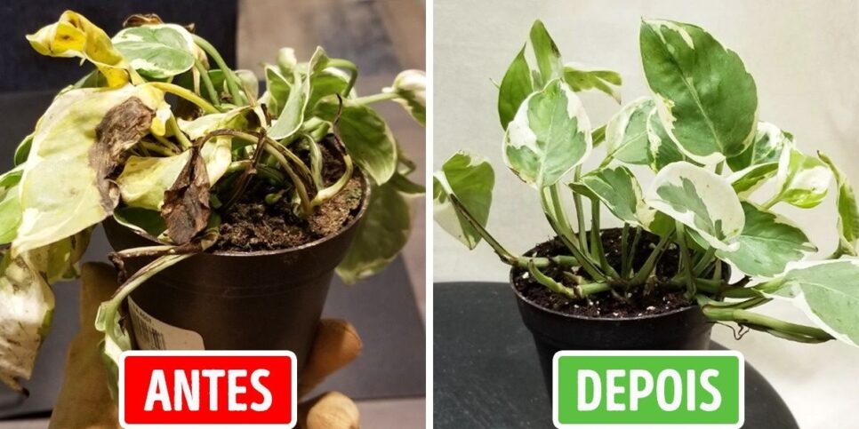 Calor Crescimento Planta murcha antes e depois (Foto: Reprodução/ sillybard / Reddit)