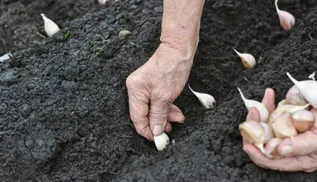 Esse é o jeito certo de plantar alho na horta de casa (Foto: Reprodução/ Internet)