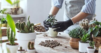 Imagem do post Sinta sua casa livre da INVEJA e de MÁS ENERGIAS agregando uma destas 5 Plantas PROTETORAS aos cômodos