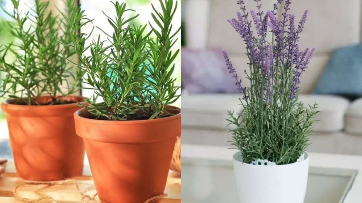 Vaso de Alecrim e Lavanda contra energia negativa e inveja em casa (Fotos: Reprodução/ Freepik/ Montagem)