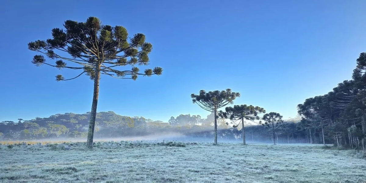 Frio extremo causa geada devido massa de ar polar em Julho (Foto: Reprodução/ Aloísio Maurício/ Foto Arena)