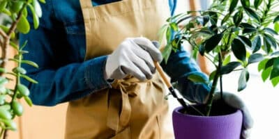 Plantas mortas NUNCA +! Use 1 colher desse ingrediente (Foto: depositphotos)