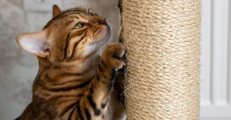 Gato afiando as garras e aliviando o estresse em arranhadores/postes próprios (Foto: Reprodução/ Freepik)